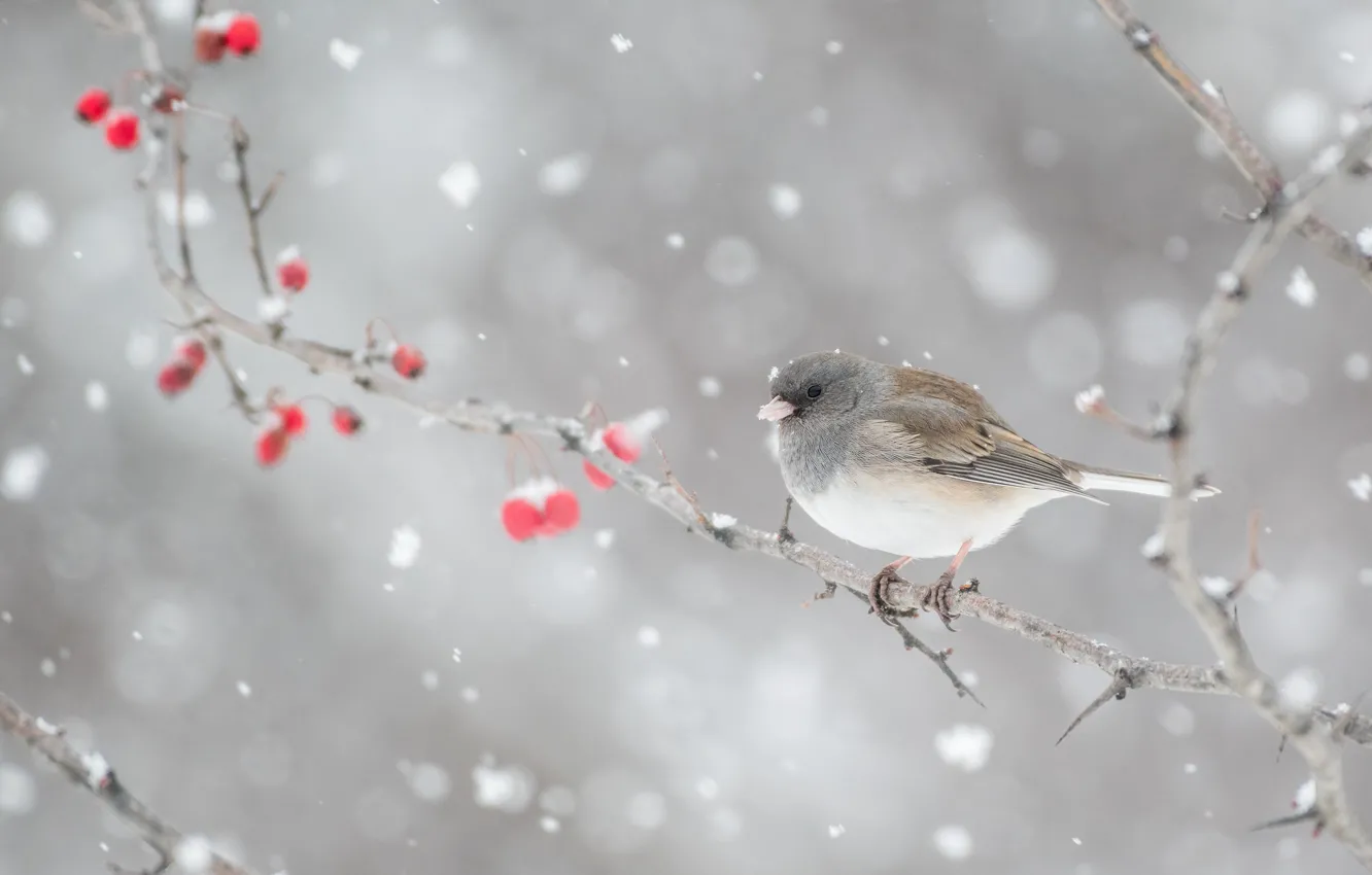 Photo wallpaper winter, snow, branches, berries, grey, background, bird, fruit