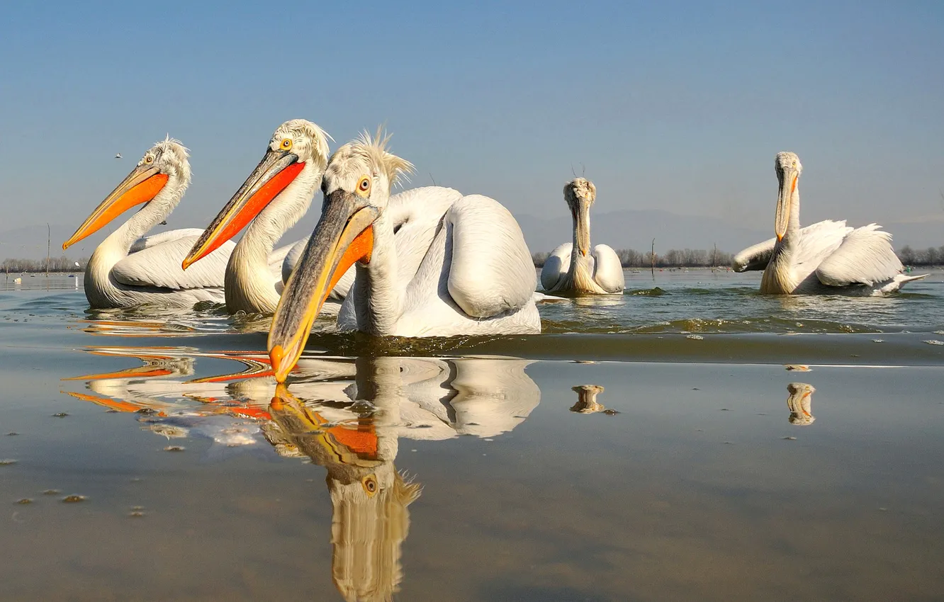 Photo wallpaper water, birds, reflection, beak, Pelican