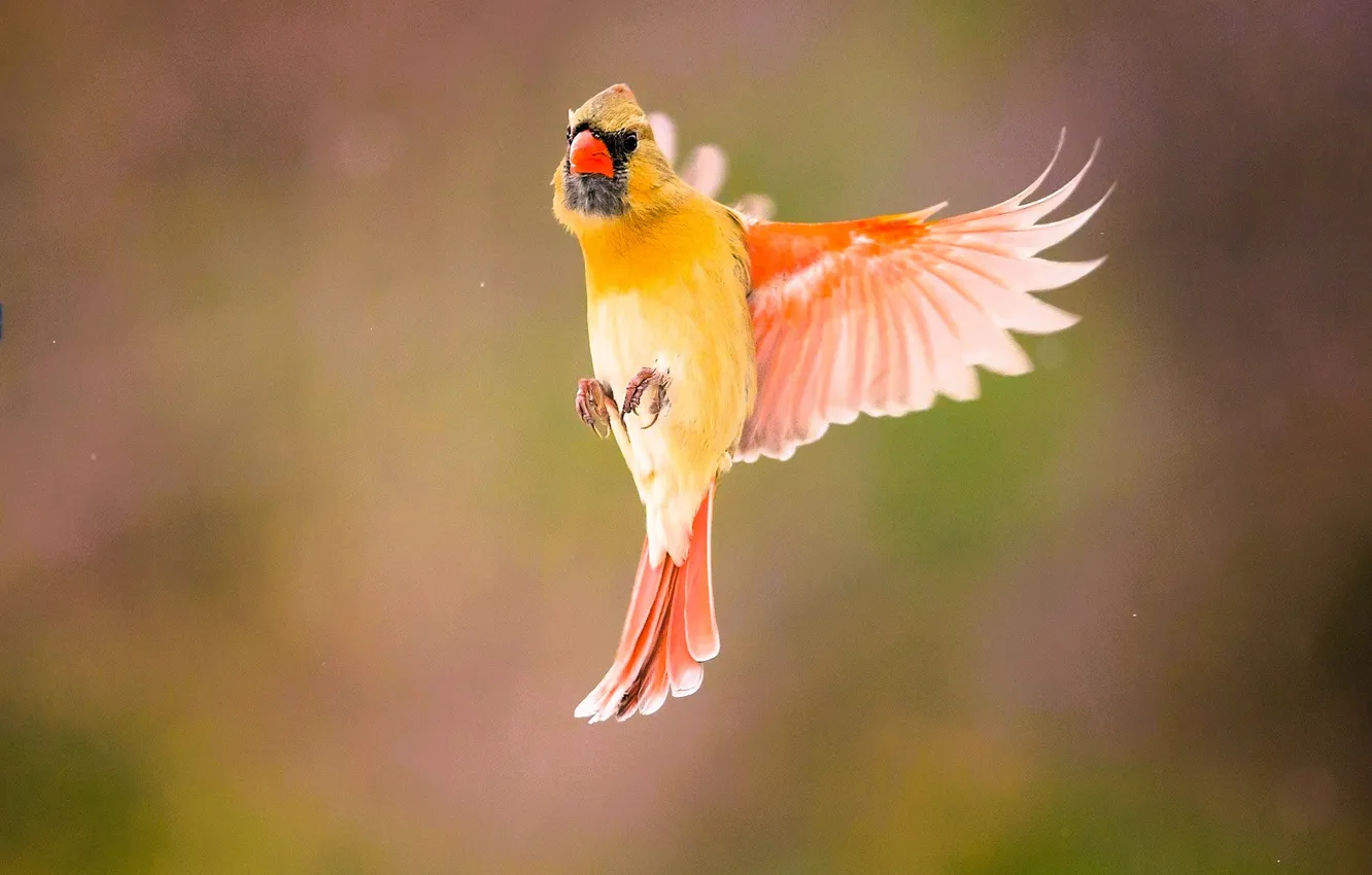 Photo wallpaper flight, yellow, bird, cardinal