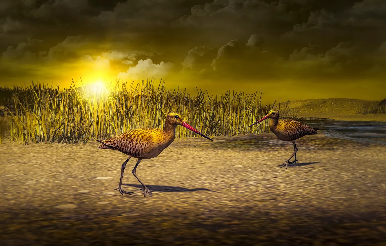 Photo wallpaper grass, the sun, clouds, light, sunset, birds, rendering, shore