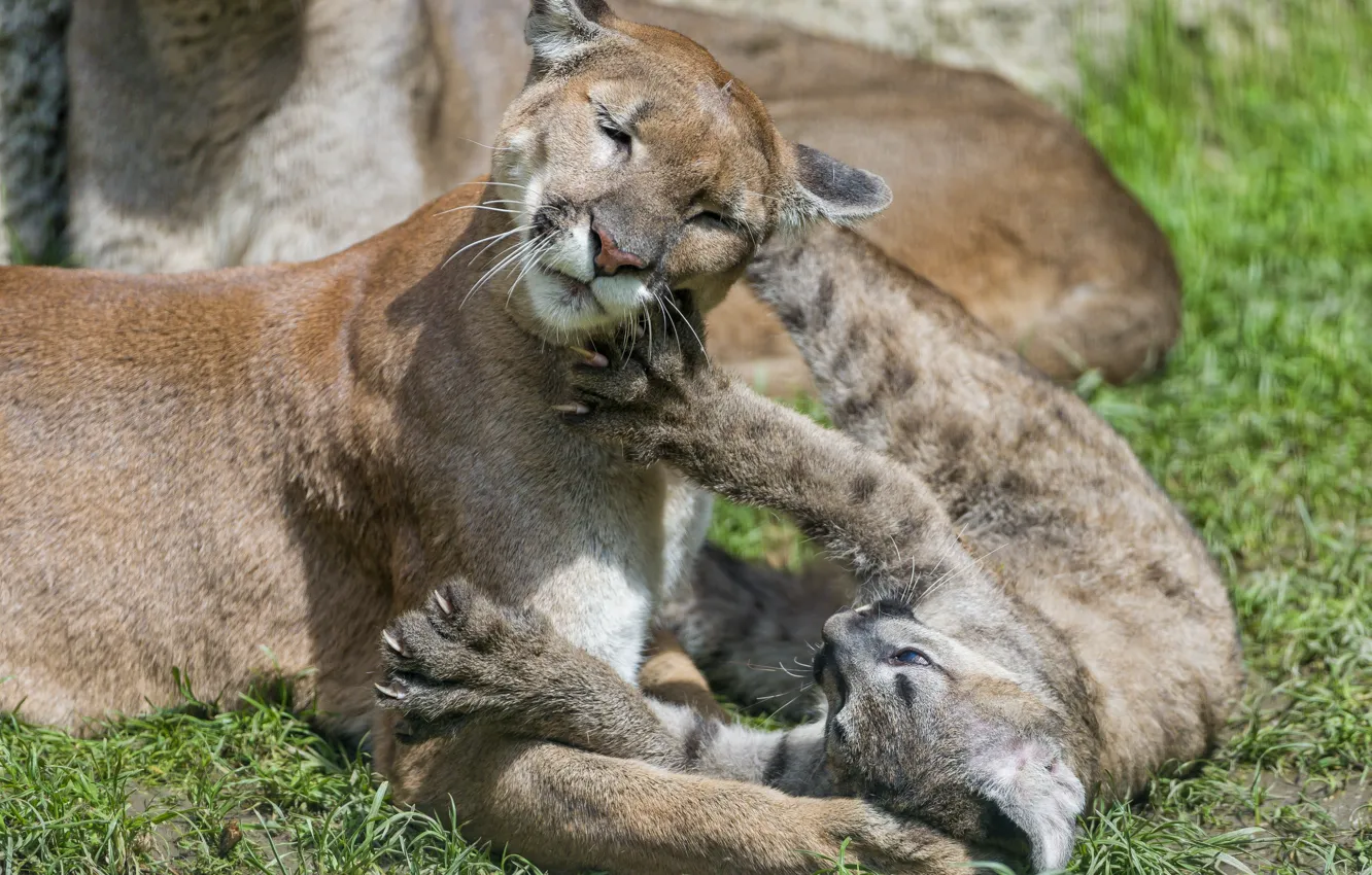 Photo wallpaper cat, grass, the game, cub, kitty, Puma, mountain lion, Cougar