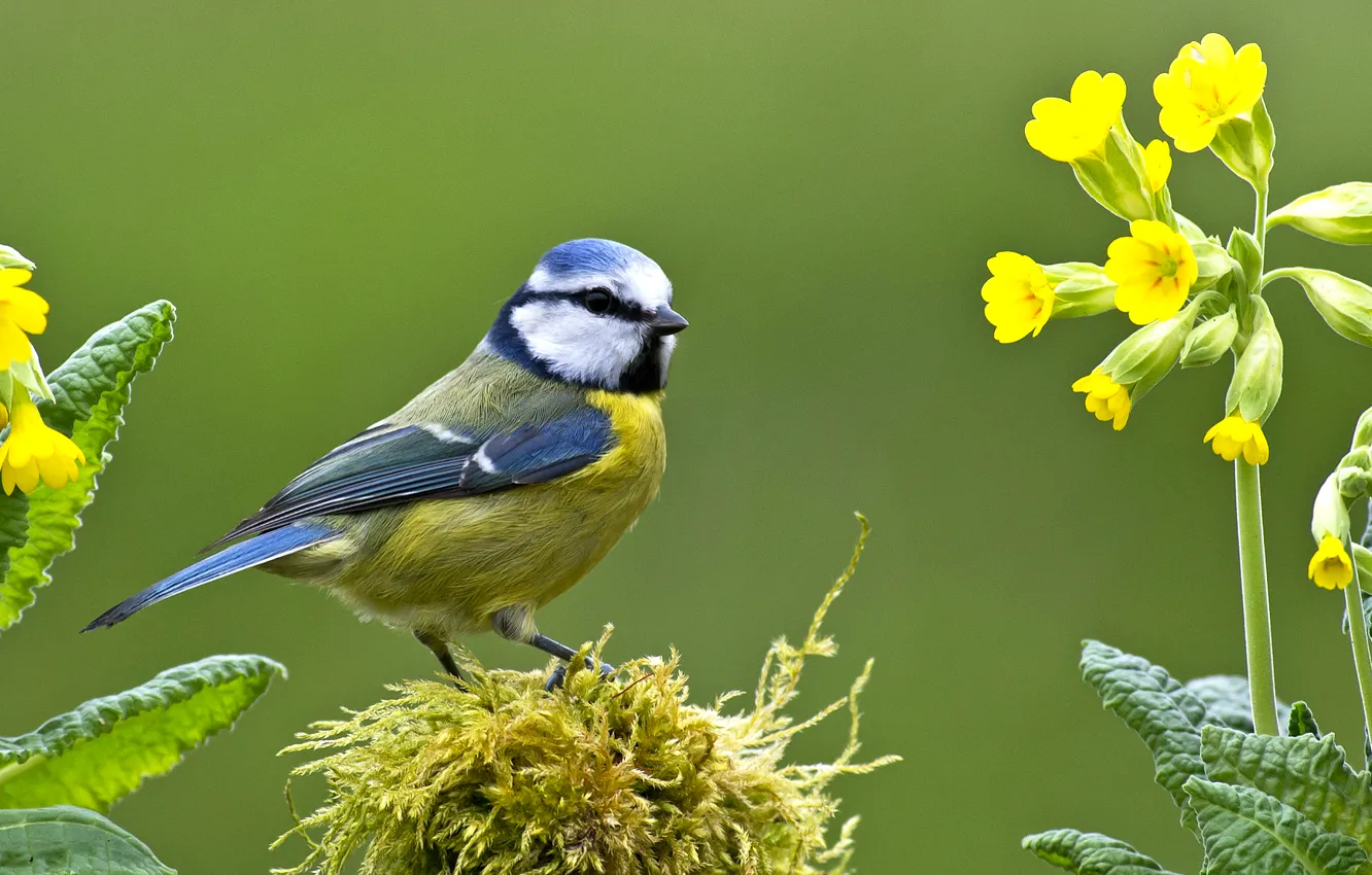 Photo wallpaper bird, moss, primrose, tit, blue tit