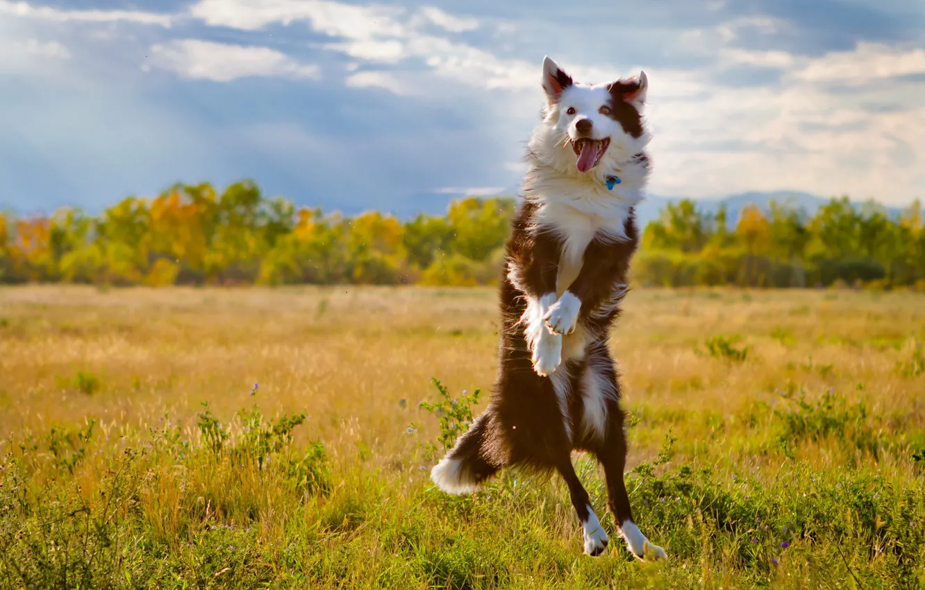 Photo wallpaper field, jump, dog