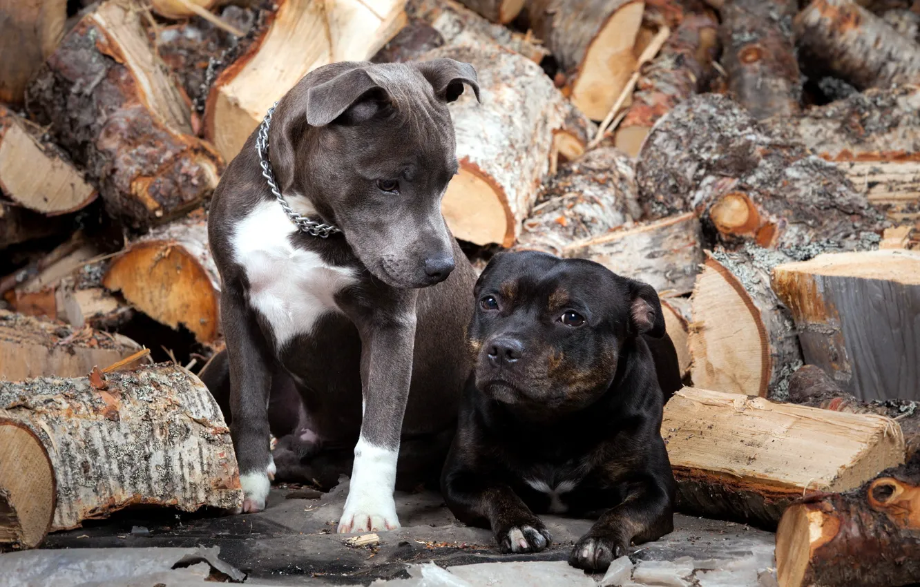 Photo wallpaper dogs, wood, friends