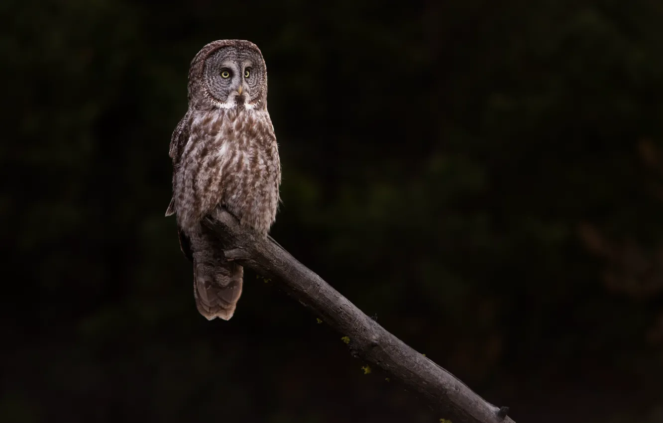 Photo wallpaper owl, bird, log