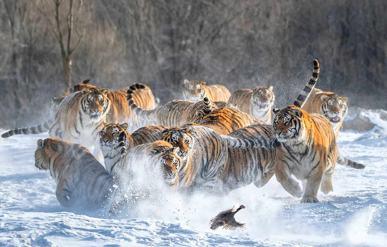 Photo wallpaper predator, snow, winter, tiger, hunting