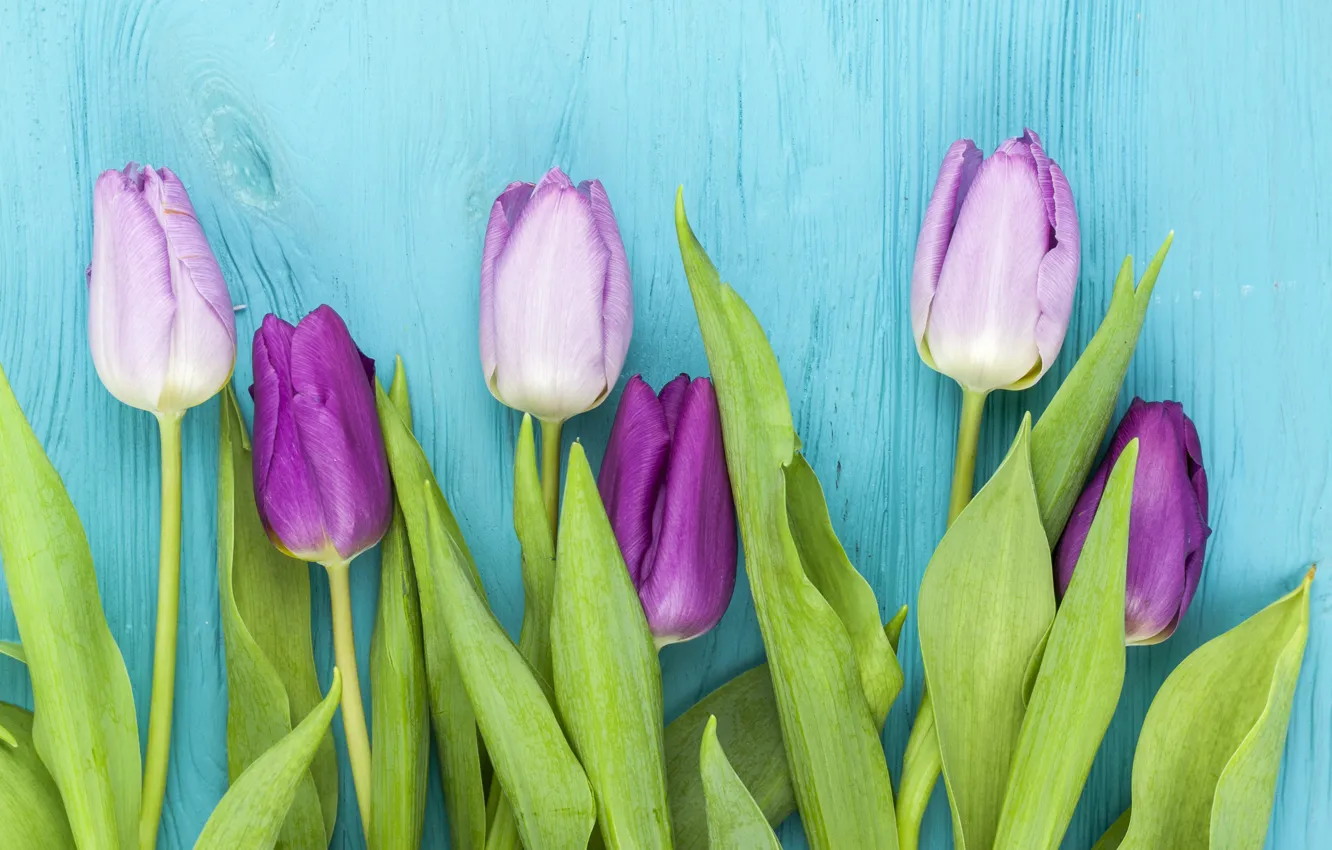 Photo wallpaper purple, flowers, tulips, wood, flowers, beautiful, blue background, tulips