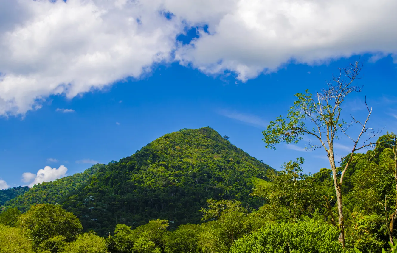 Photo wallpaper forest, the sky, clouds, mountains, Brazil, Bahia