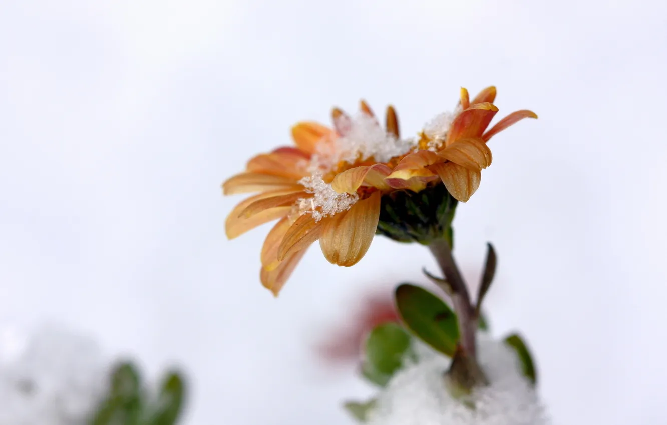 Photo wallpaper flower, macro, snow, nature