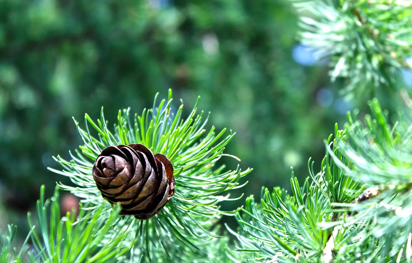Photo wallpaper greens, the sun, spruce, Russia, bumps, nature, spruce, Pine Cones