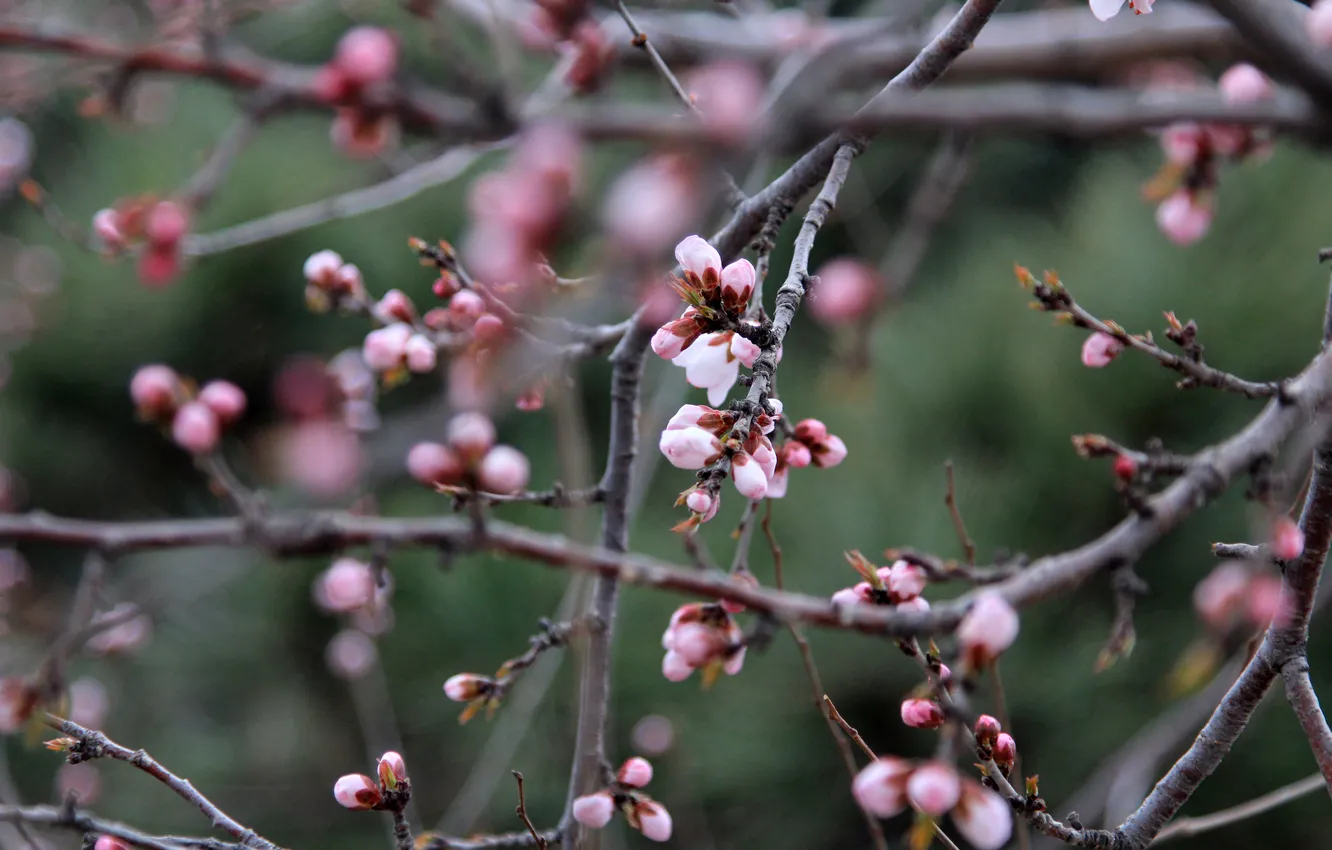 Photo wallpaper China, pink, flowers, plum flower