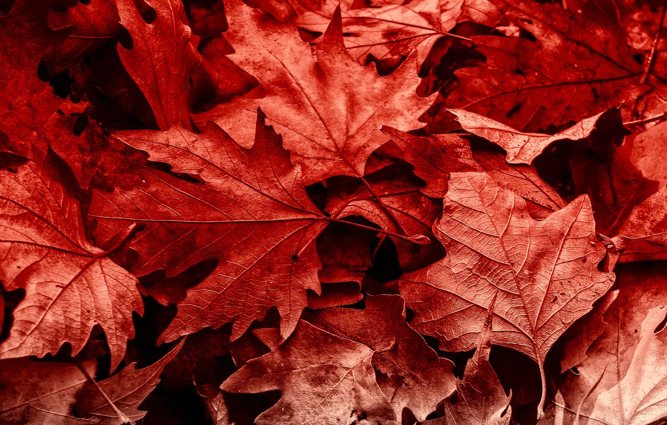 Photo wallpaper autumn, leaves, macro