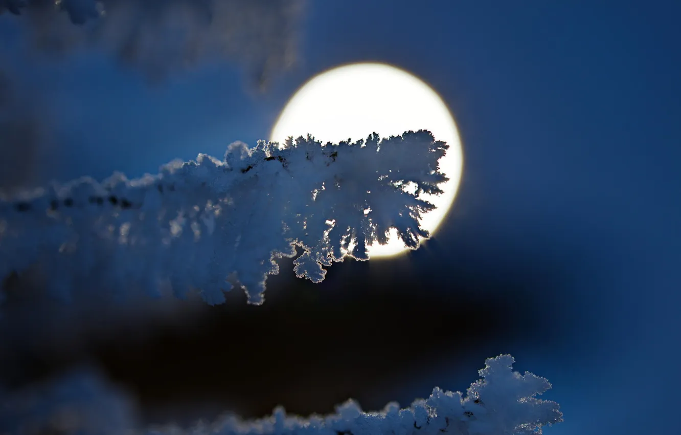 Photo wallpaper snow, branches, the moon