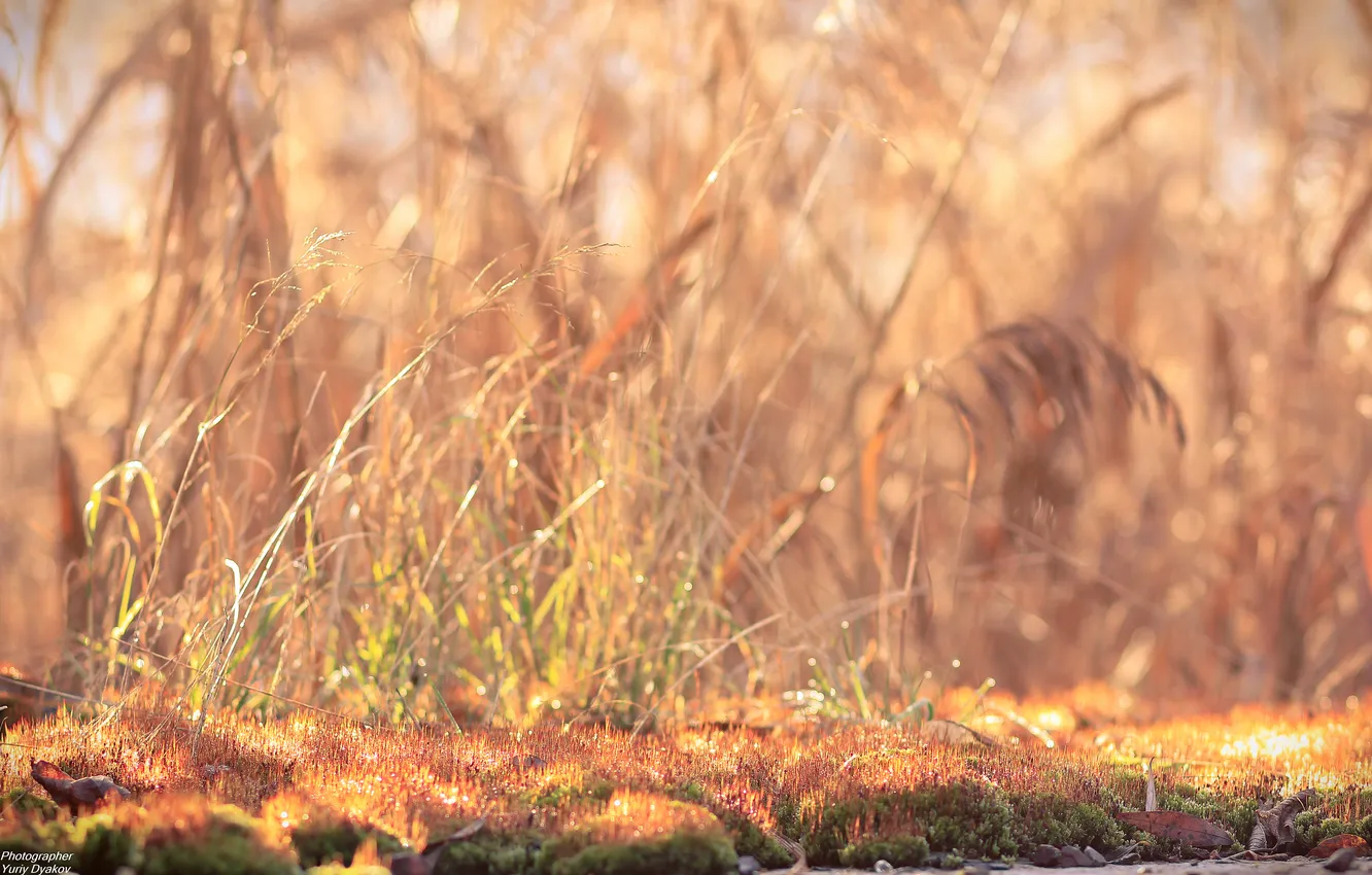 Photo wallpaper grass, the sun, rays, light, moss, nature.