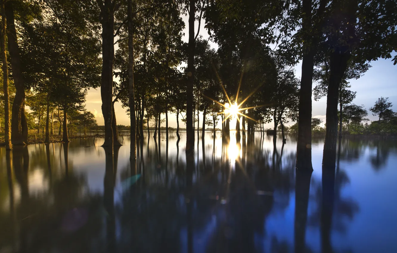 Photo wallpaper water, the sun, rays, trees, reflection