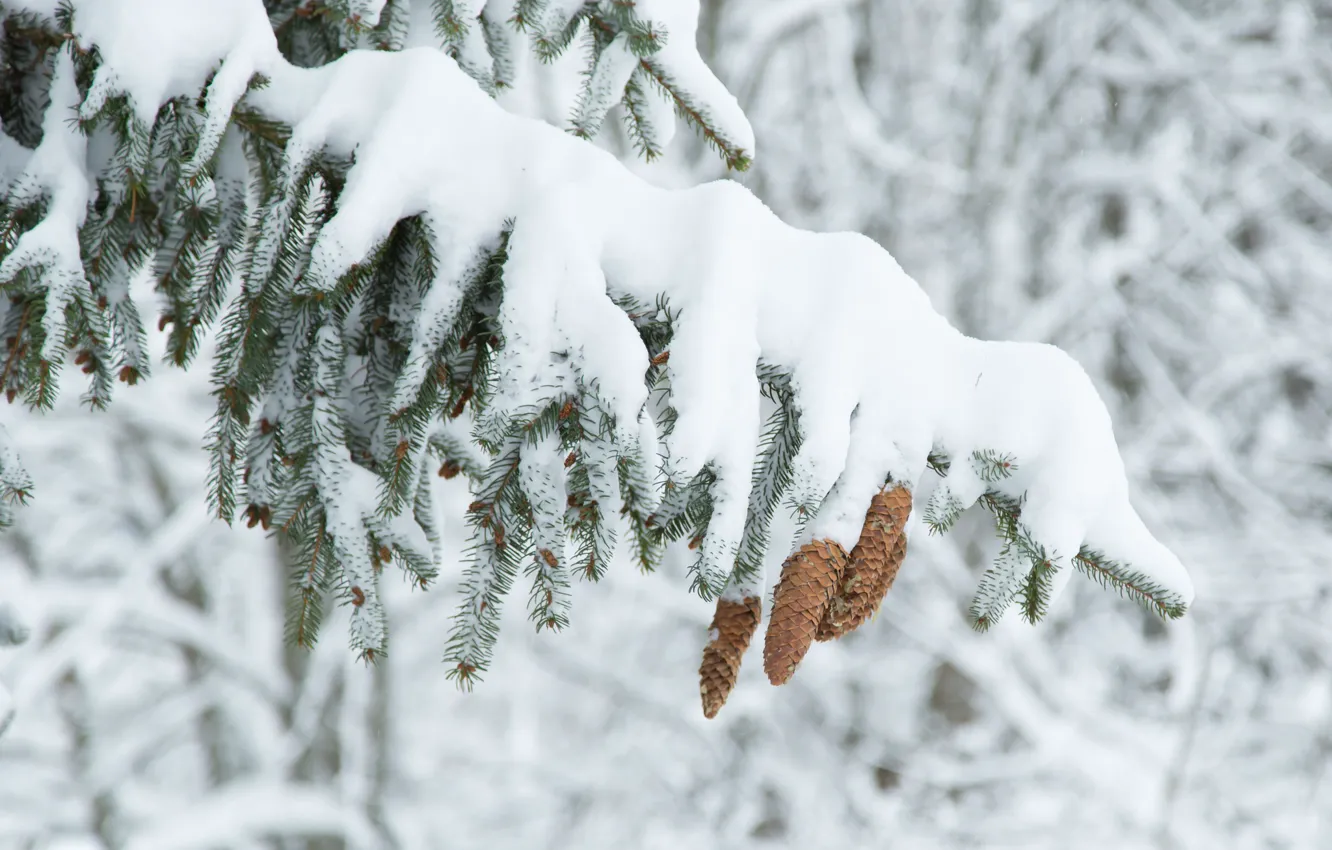 Photo wallpaper winter, snow, tree, tree, spruce, bumps
