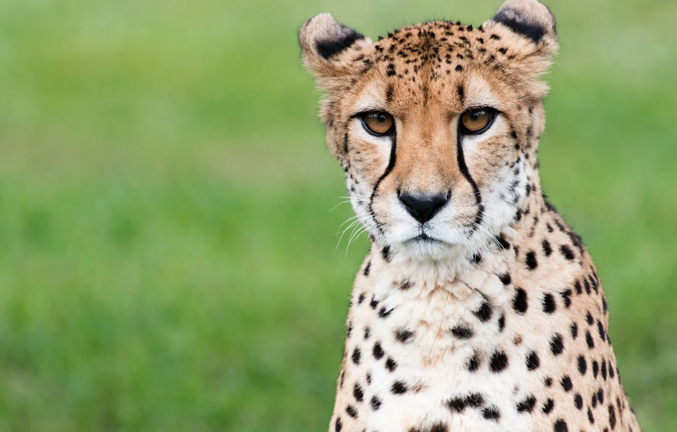 Photo wallpaper portrait, look, background, face, Cheetah