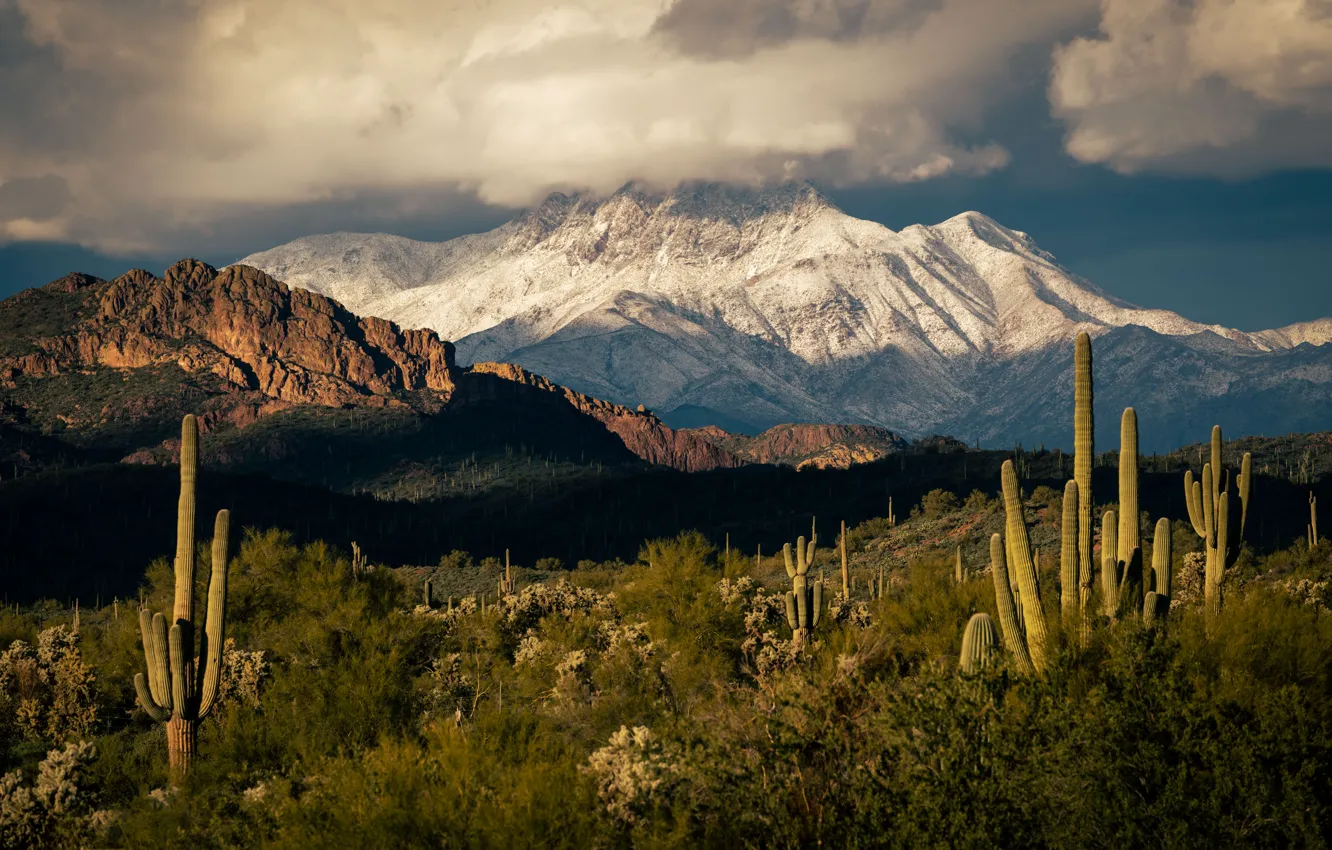 Photo wallpaper snow, mountains, cactus