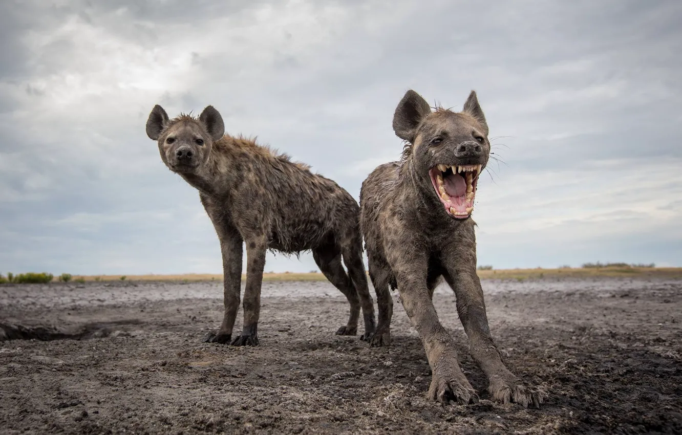 Photo wallpaper Safari, Hyenas, Zambia Wildlife