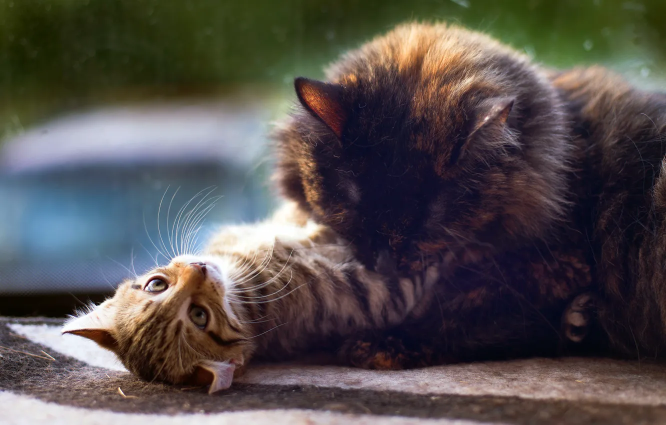 Photo wallpaper cat, eyes, look, glass, emotions, grey, window, the plot