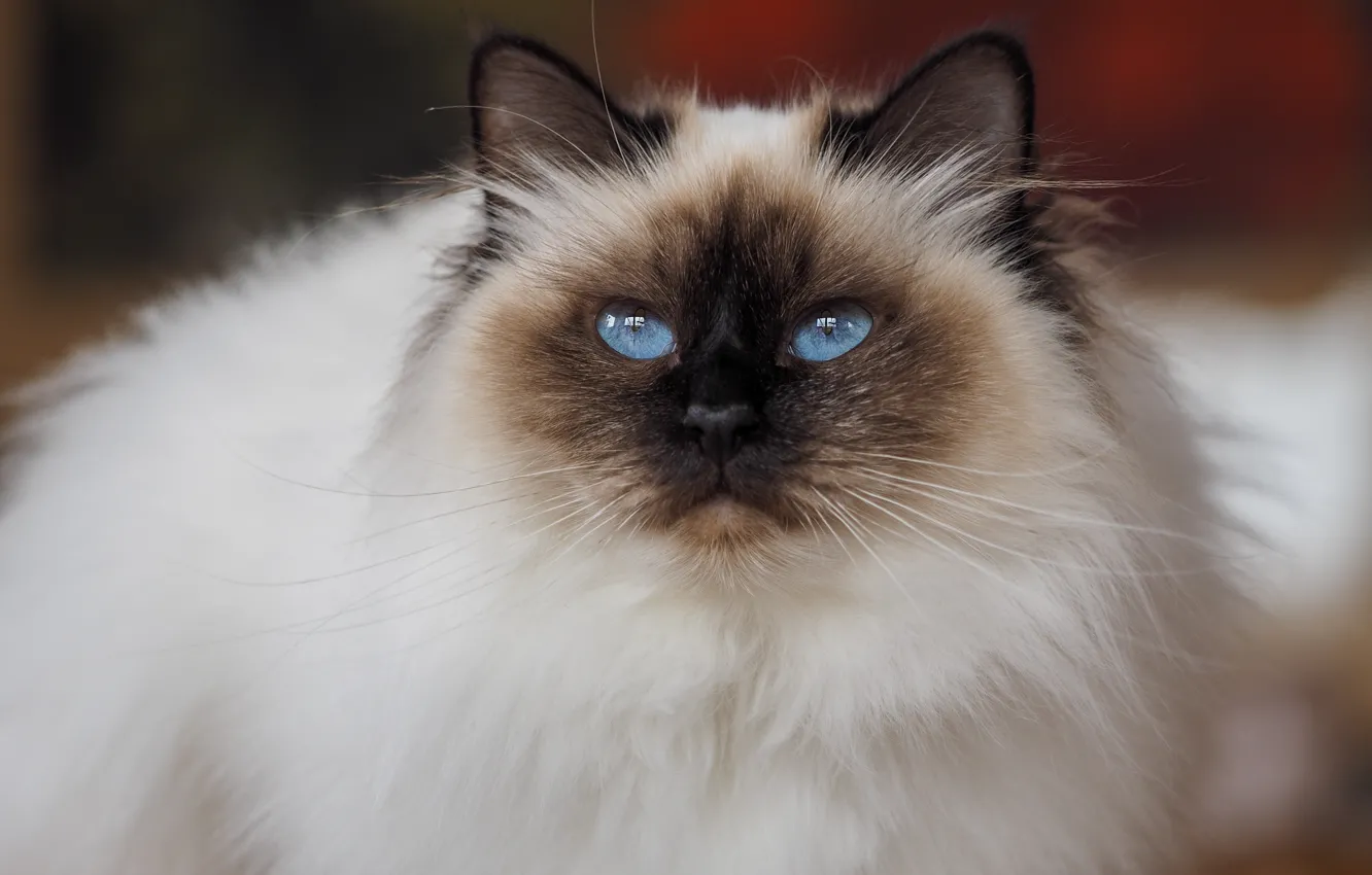Photo wallpaper cat, cat, look, face, background, portrait, blue eyes, looking up