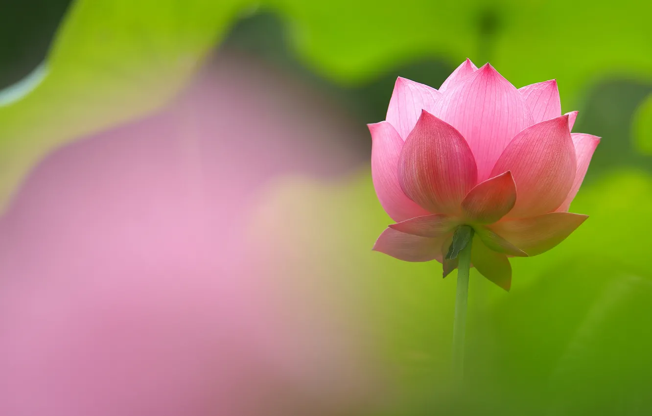 Photo wallpaper macro, nature, petals, Lotus