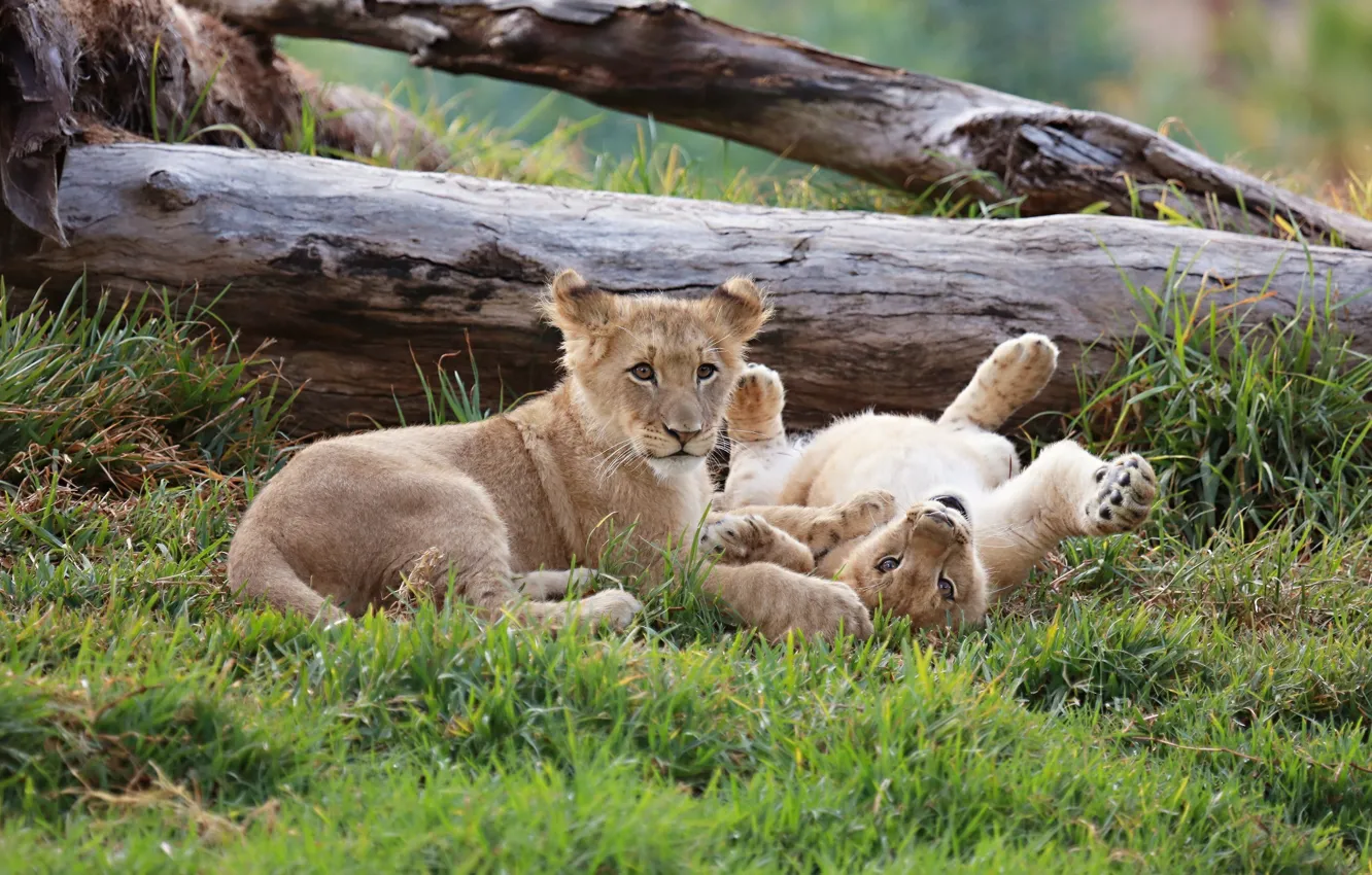 Photo wallpaper stay, baby, pair, cub, wild cats, lion