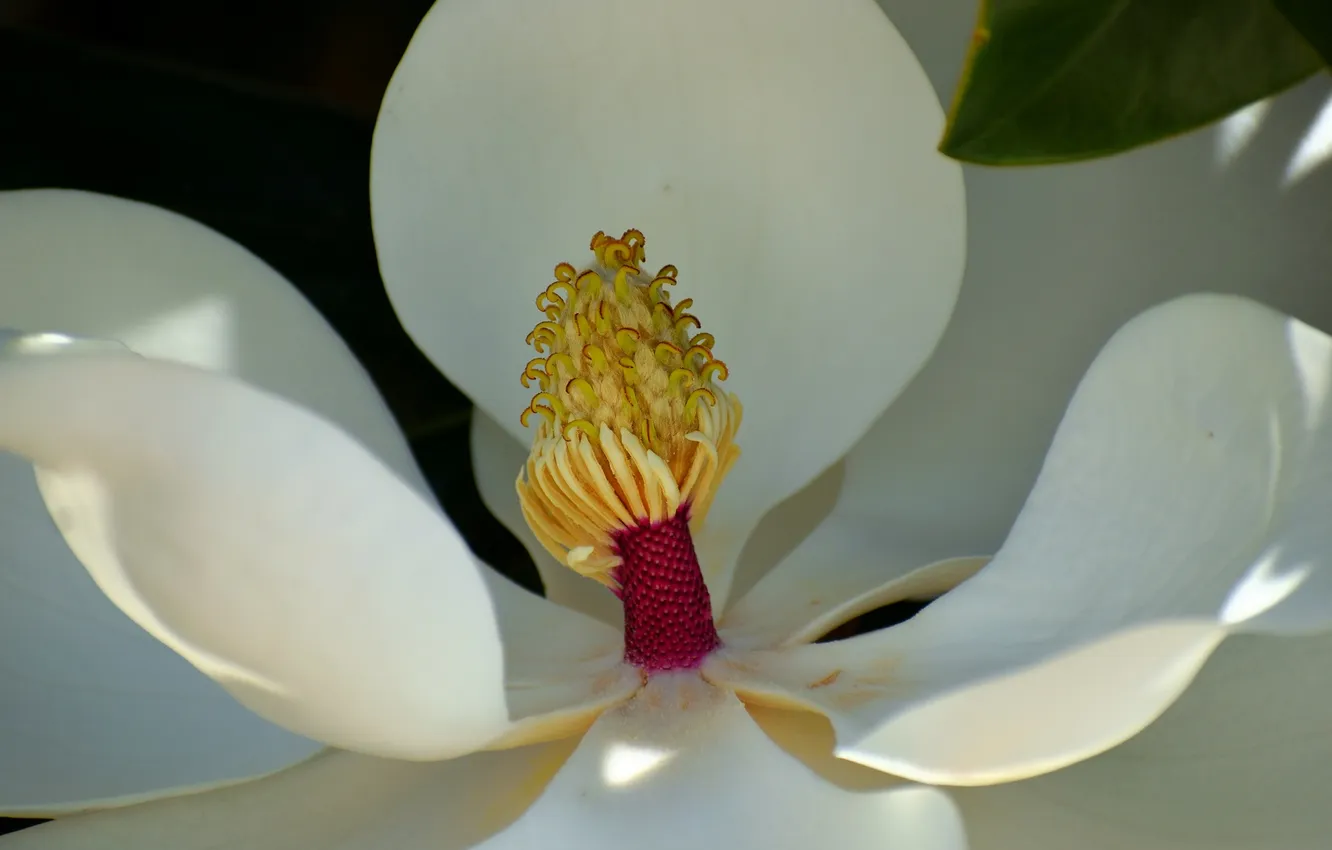 Photo wallpaper flower, petals, Magnolia