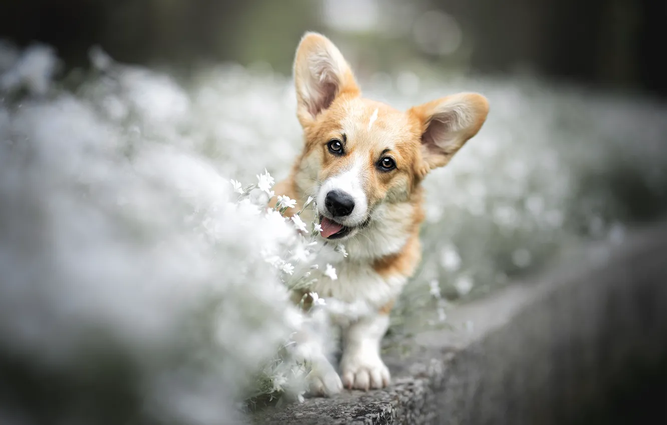 Photo wallpaper dog, flowerbed, Corgi