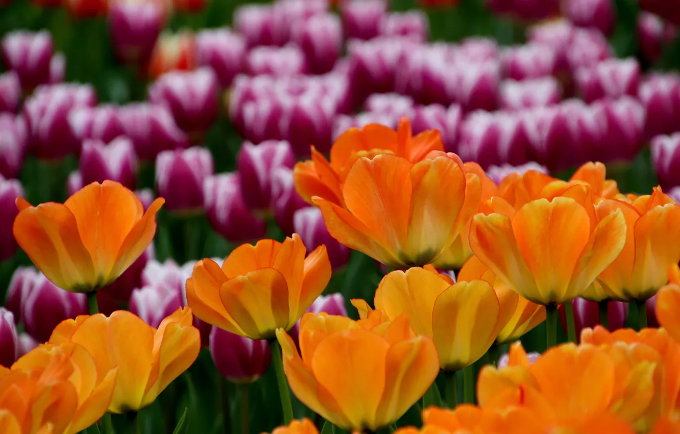 Photo wallpaper flowers, spring, tulips, pink, orange, flowerbed, lilac, bokeh