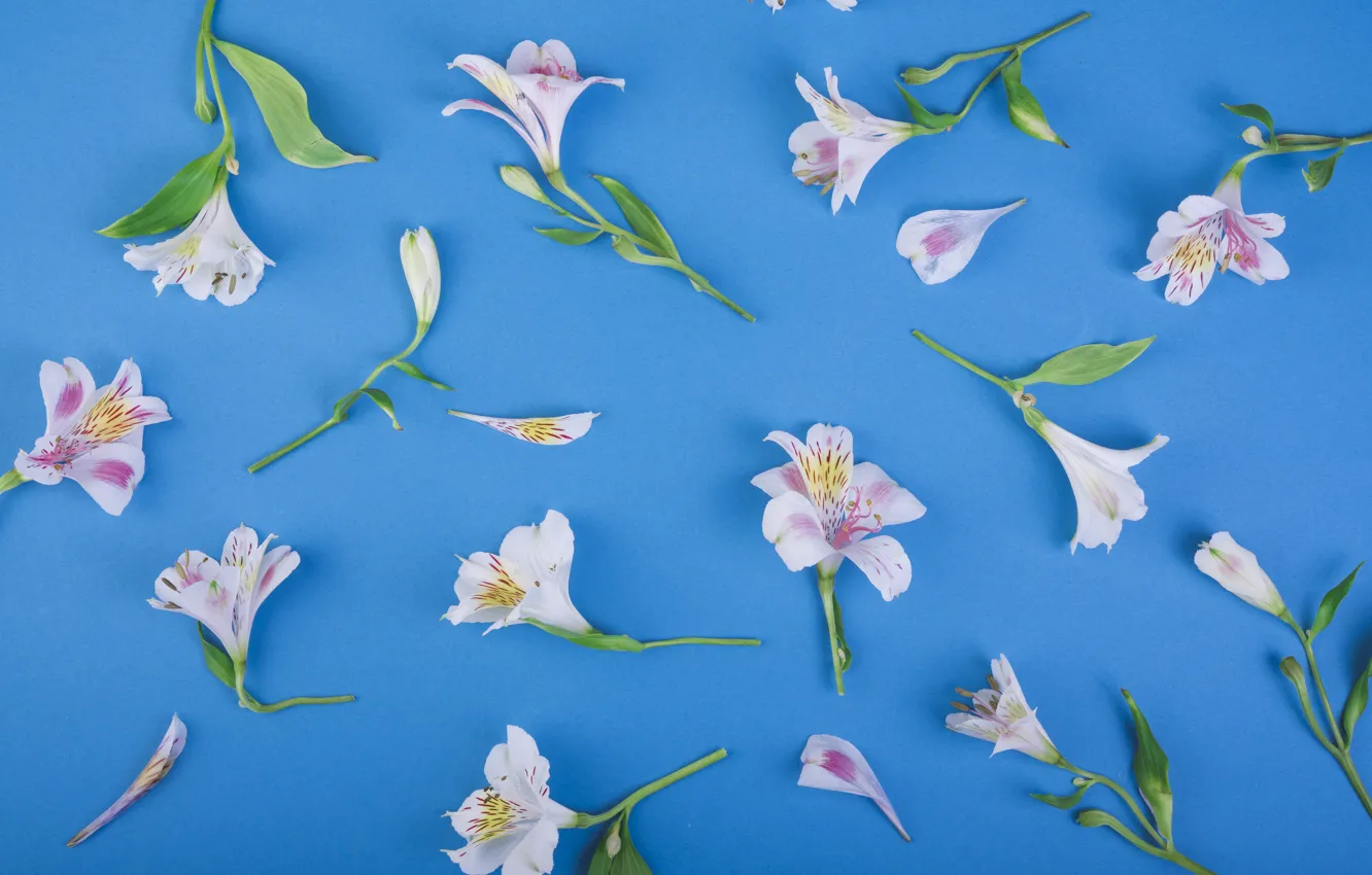 Photo wallpaper flowers, background, Lily, pink, pink, flowers, lily