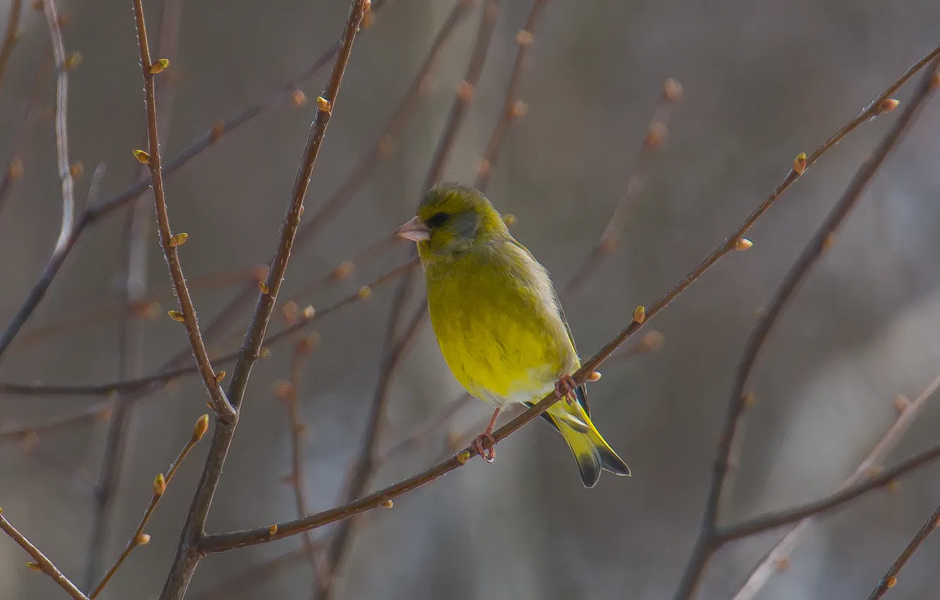 Photo wallpaper nature, bird, spring, zelenushka, photohunt