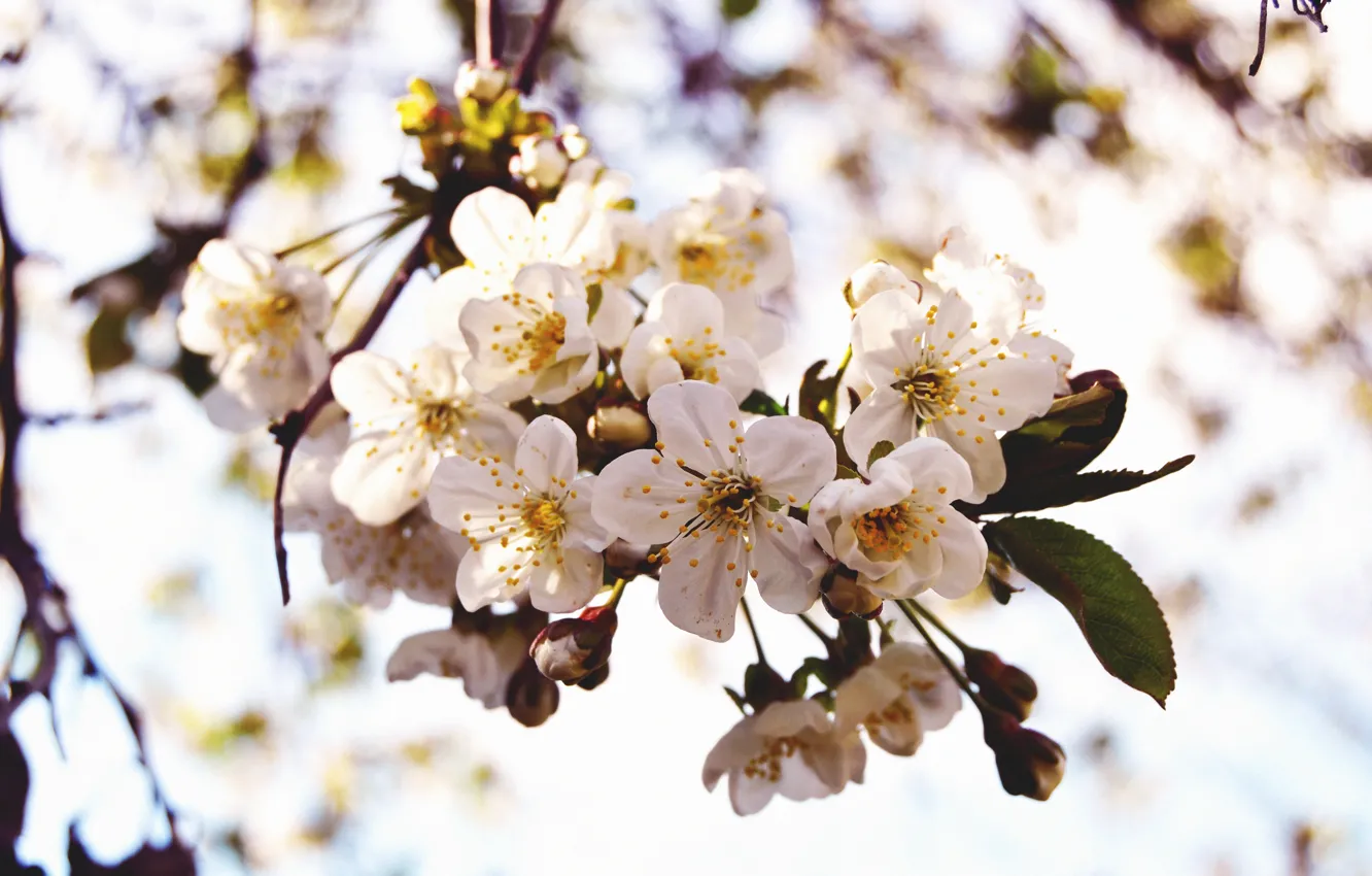 Photo wallpaper flowers, cherry, spring, petals, branch, flowering