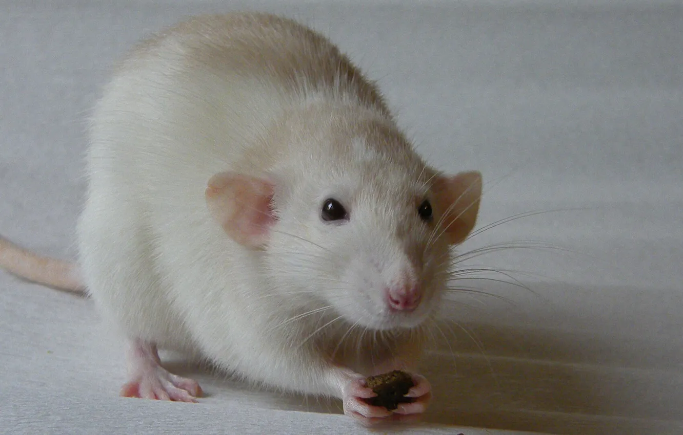 Photo wallpaper animals, rat, decorative, Dumbo