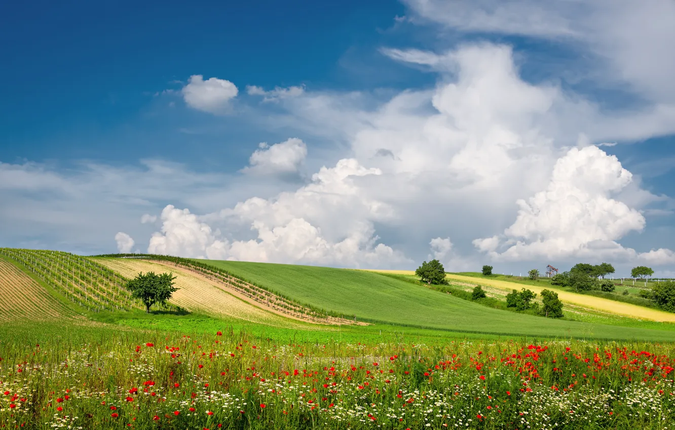 Photo wallpaper summer, clouds, flowers, field, Austria, meadow