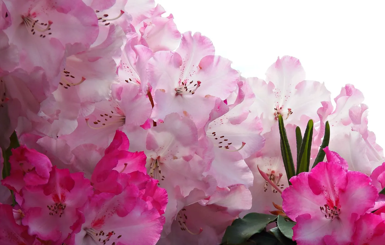 Photo wallpaper macro, pink, rhododendron, Azalea