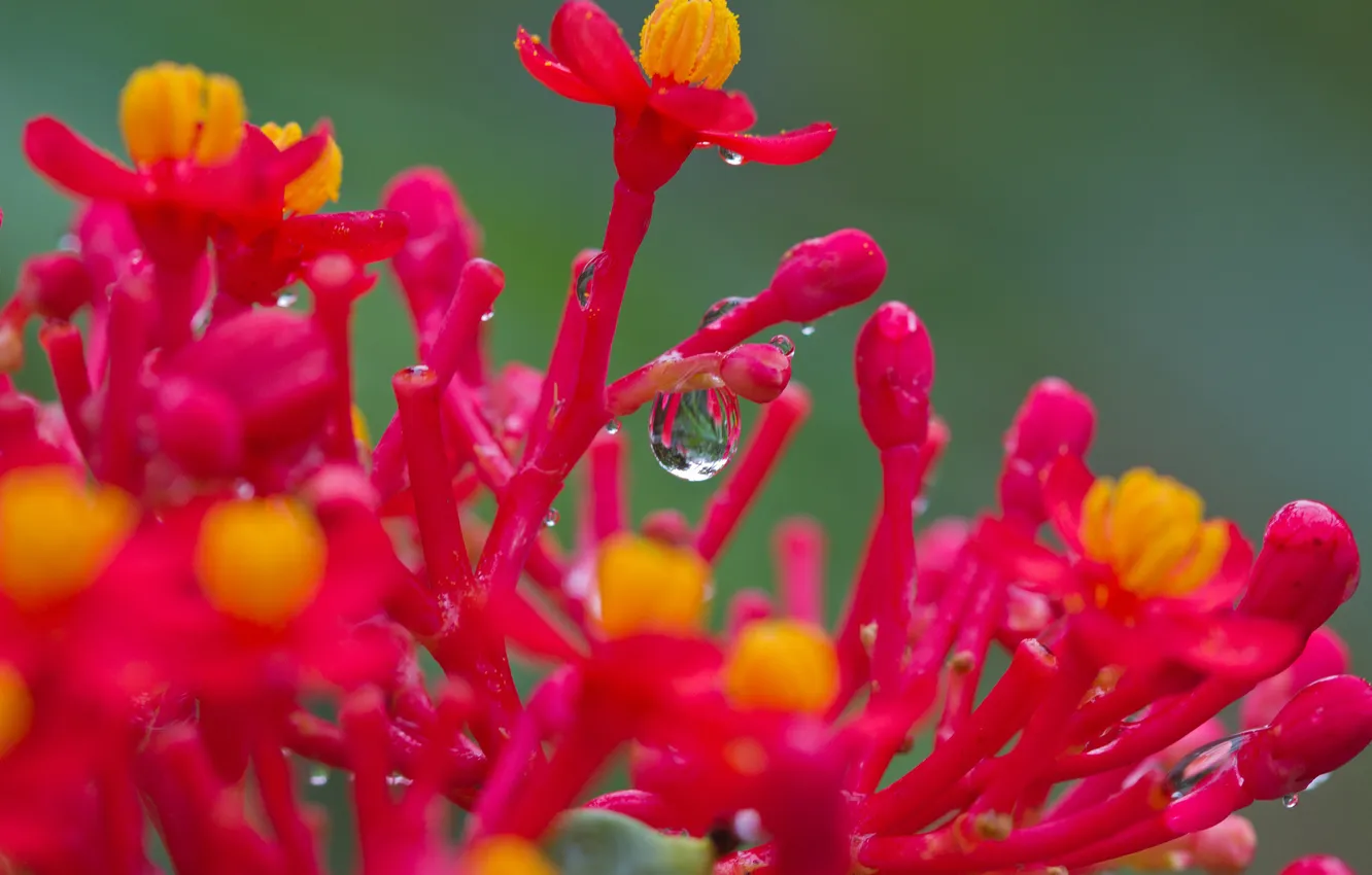 Photo wallpaper water, drops, flowers, Rosa, plant, exotic