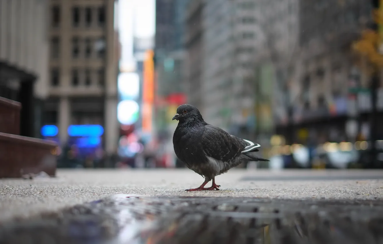 Photo wallpaper the city, street, pigeons