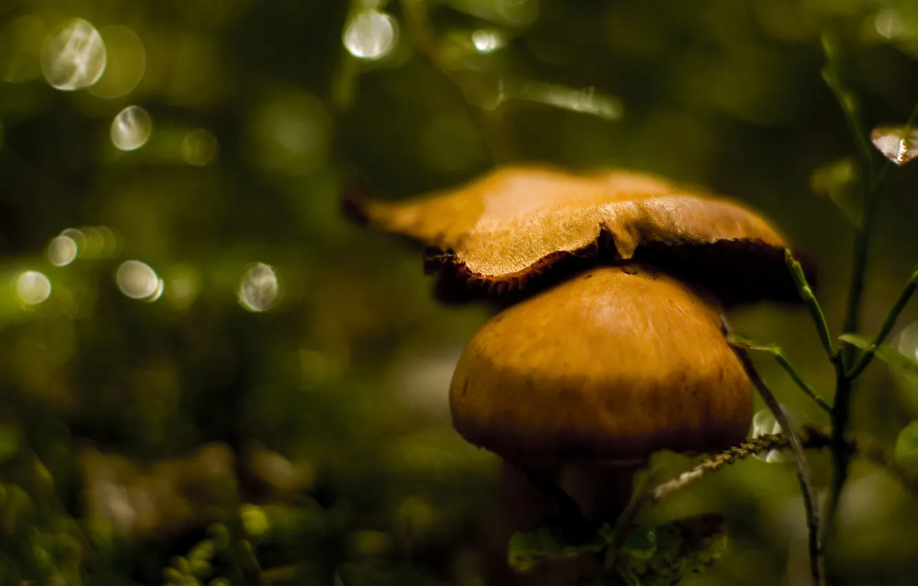 Photo wallpaper nature, mushrooms, focus, blur, bokeh