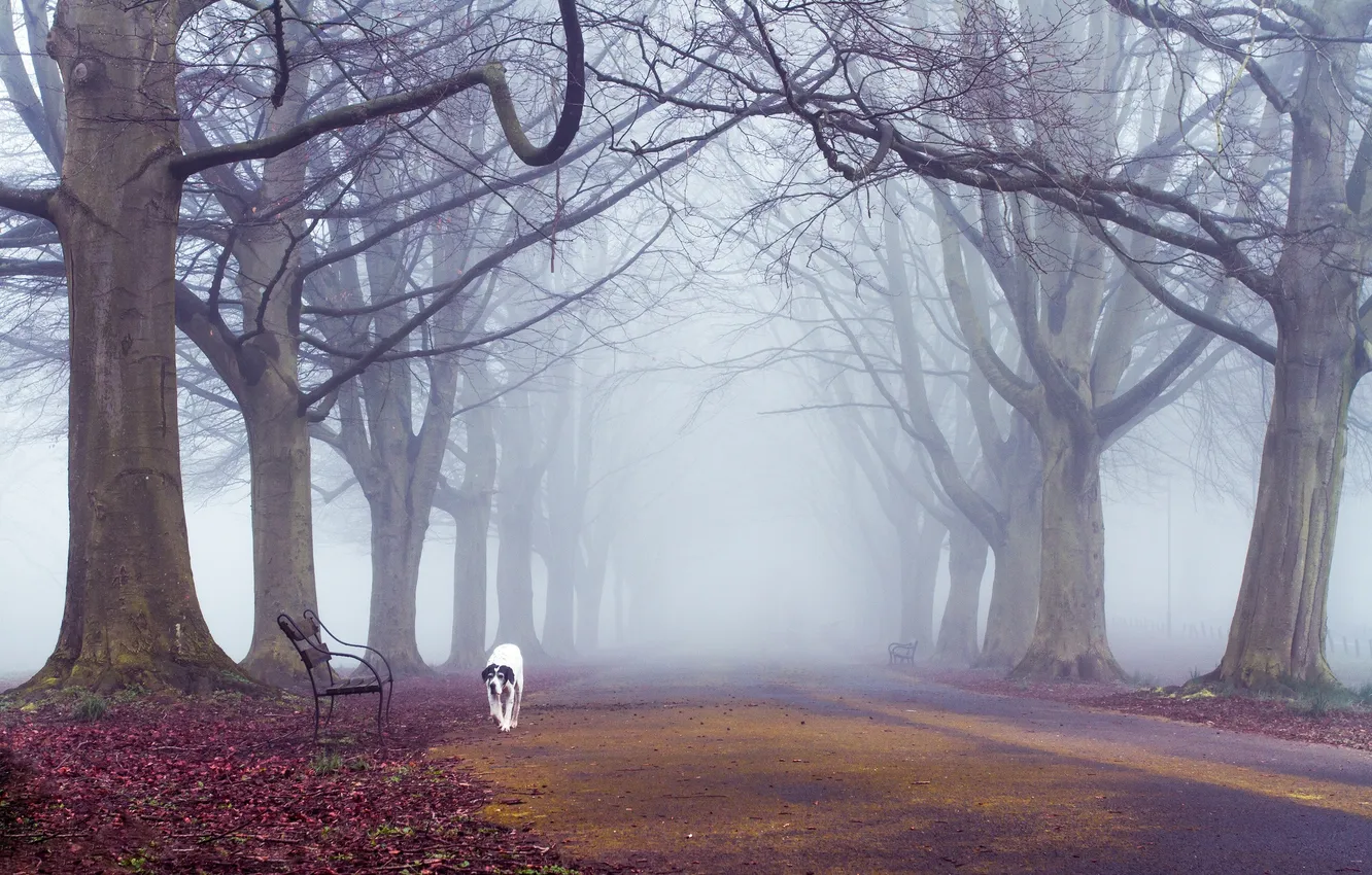Photo wallpaper autumn, trees, bench, fog, the way, dog