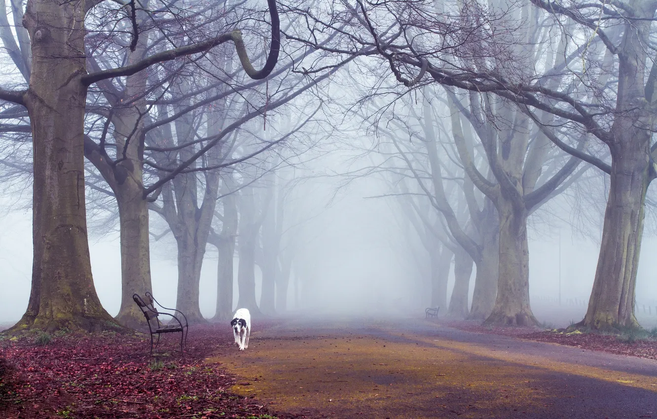 Photo wallpaper autumn, trees, fog, the way, dog, benches
