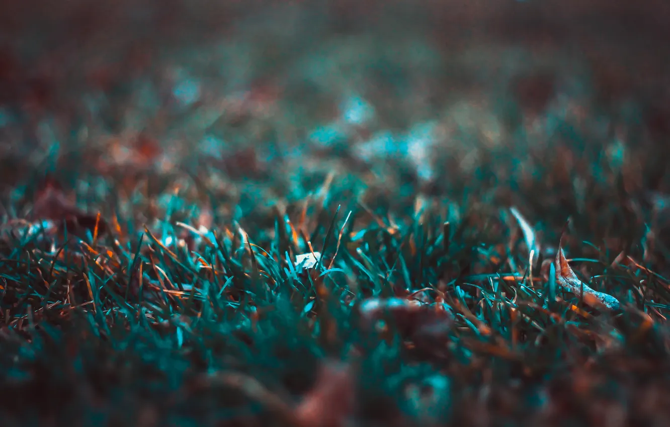 Photo wallpaper grass, macro, green, antiseptic