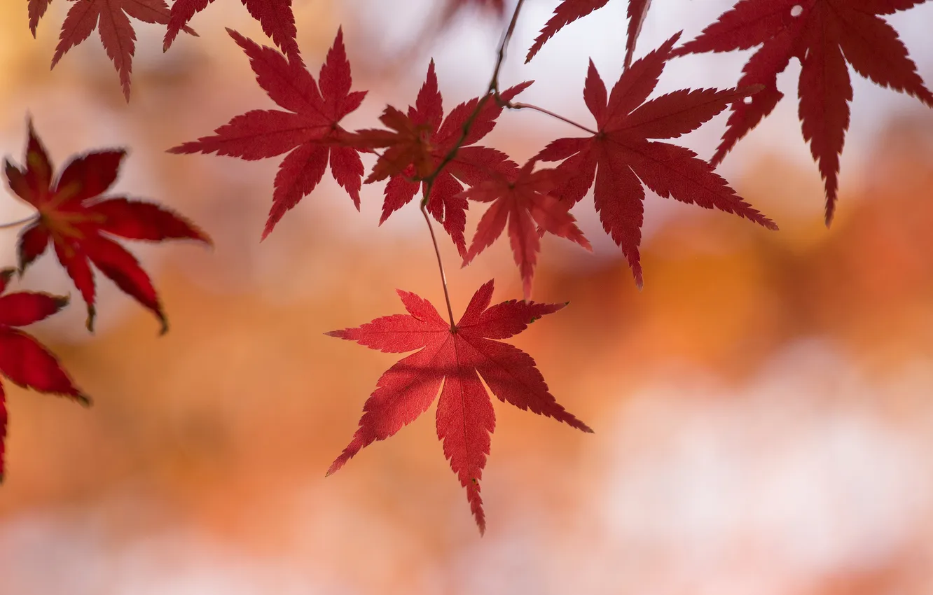 Photo wallpaper autumn, leaves, macro, branch, maple