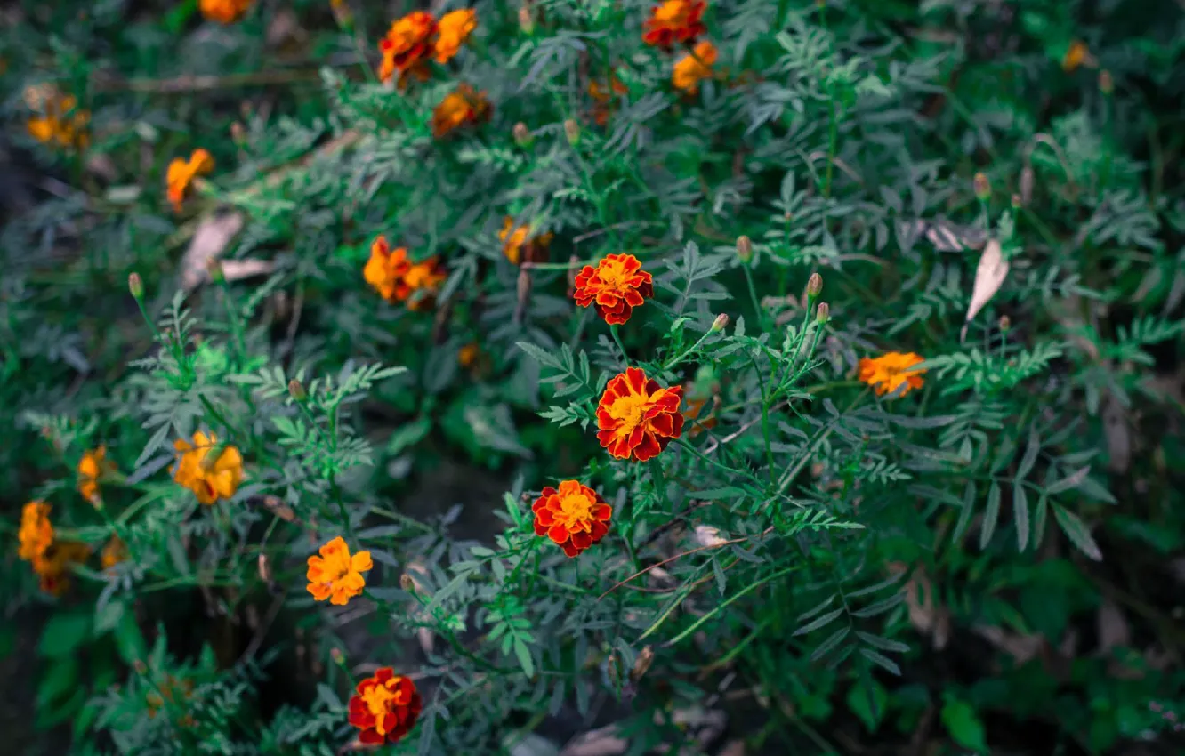 Photo wallpaper macro, flowers, marigolds, these