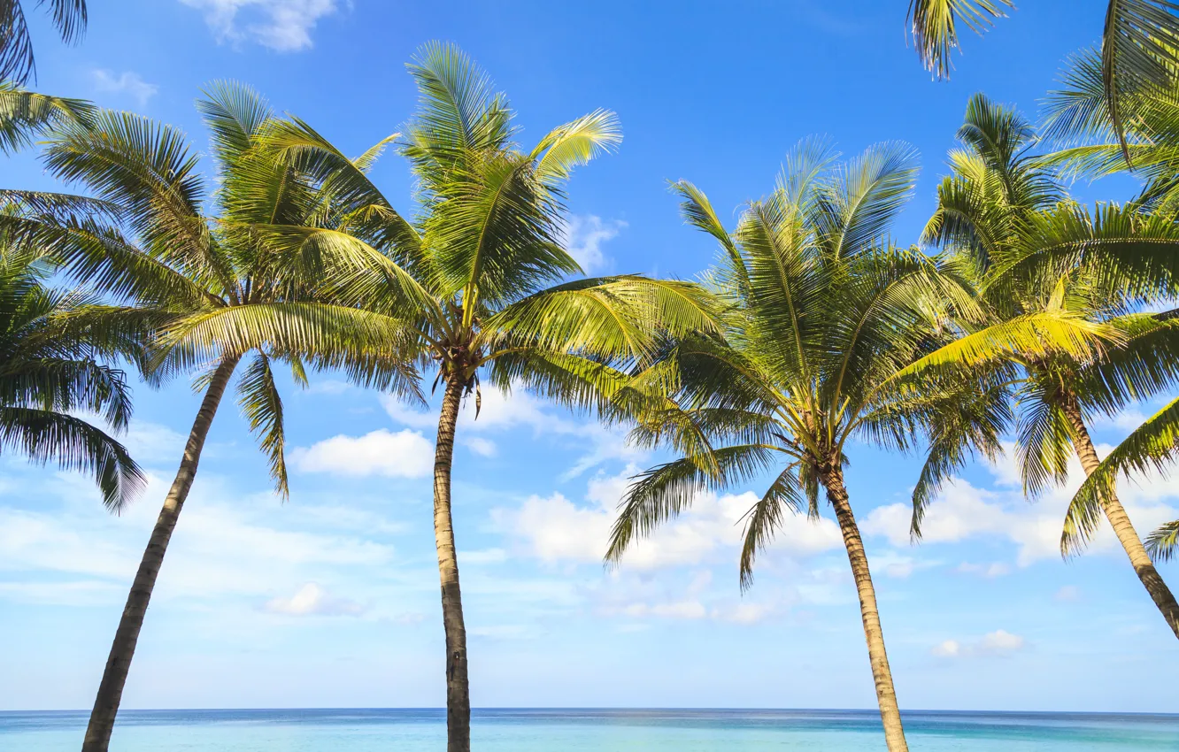 Photo wallpaper beach, summer, the sky, palm trees, shore, summer, beach, seascape