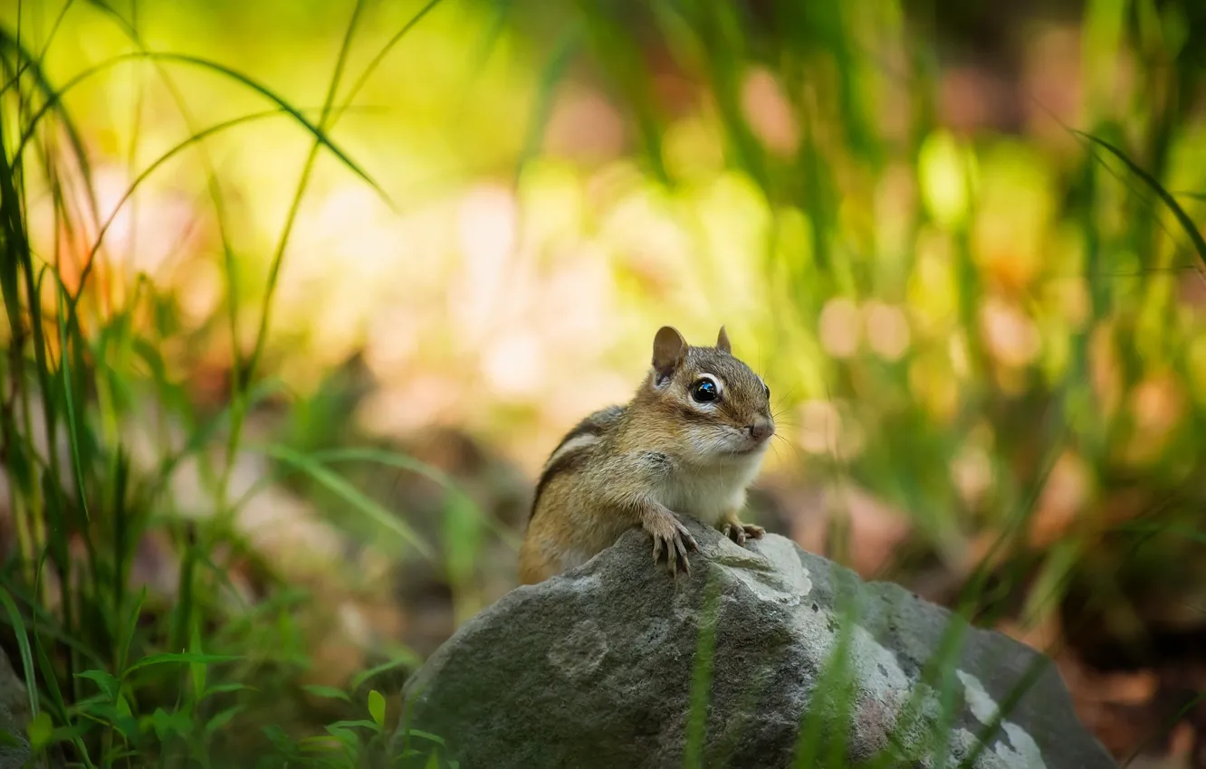 Photo wallpaper grass, nature, stones, Chipmunk, bokeh