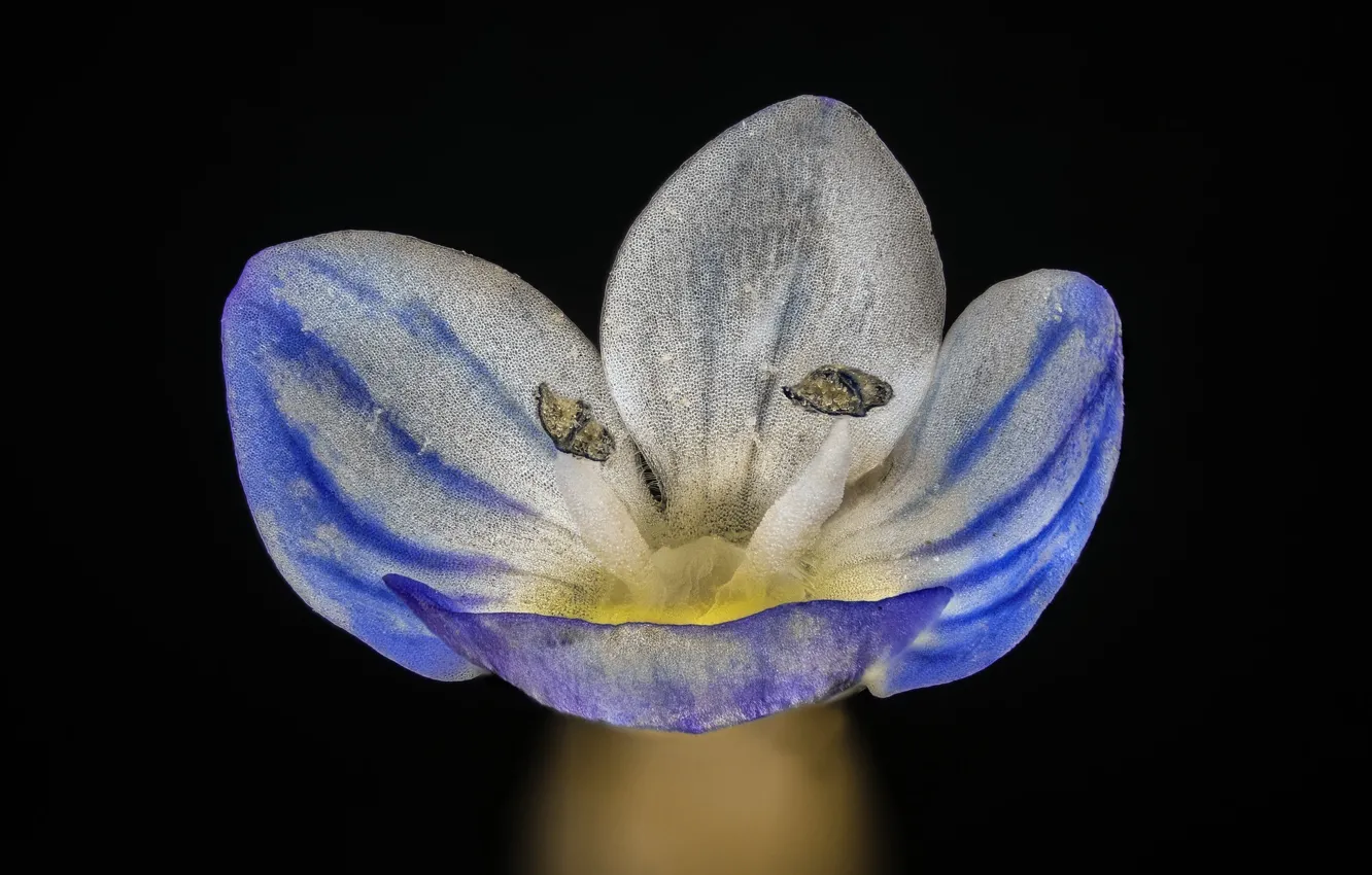 Photo wallpaper macro, flowers, black background