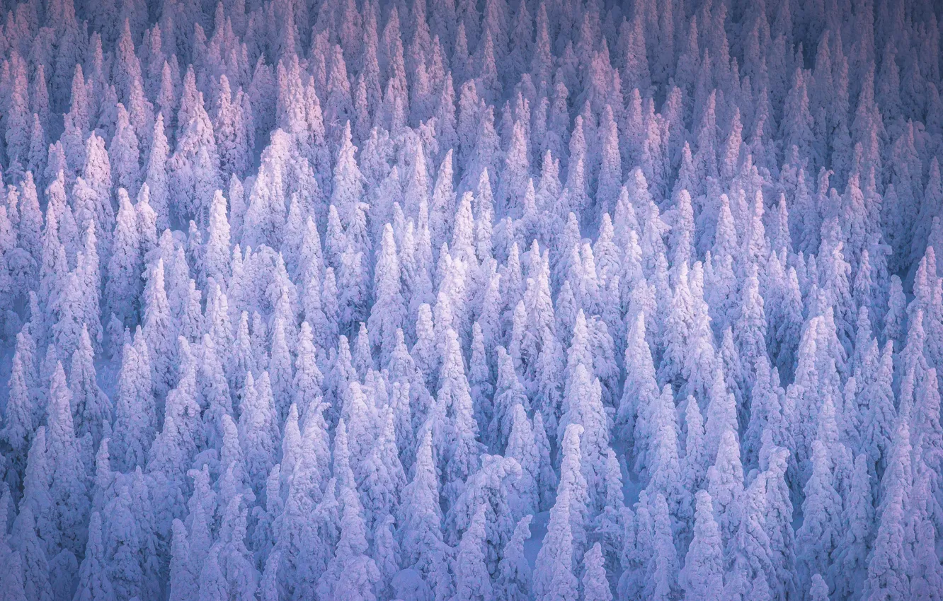 Photo wallpaper trees, landscape, nature, wood, winter, snow, cold, Daniil Silantev