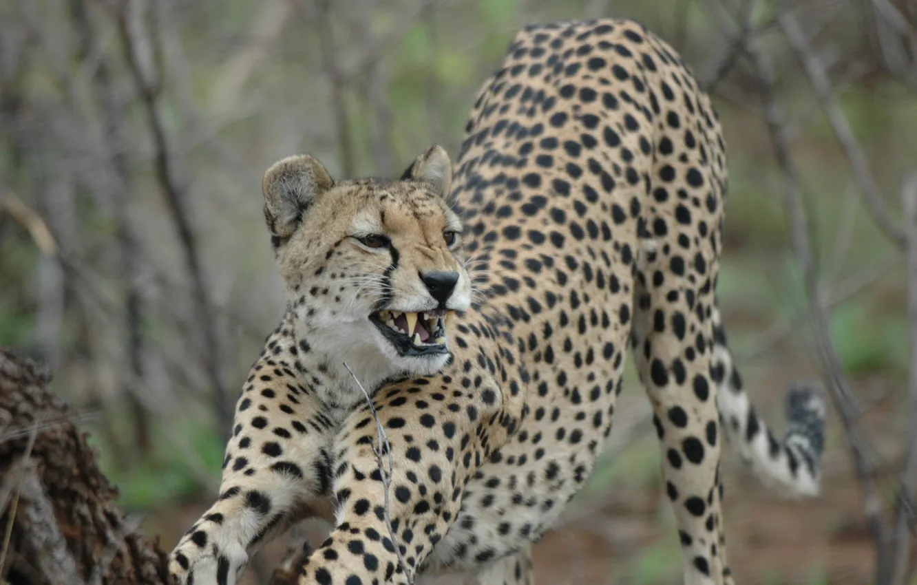 Photo wallpaper cat, Cheetah, fangs