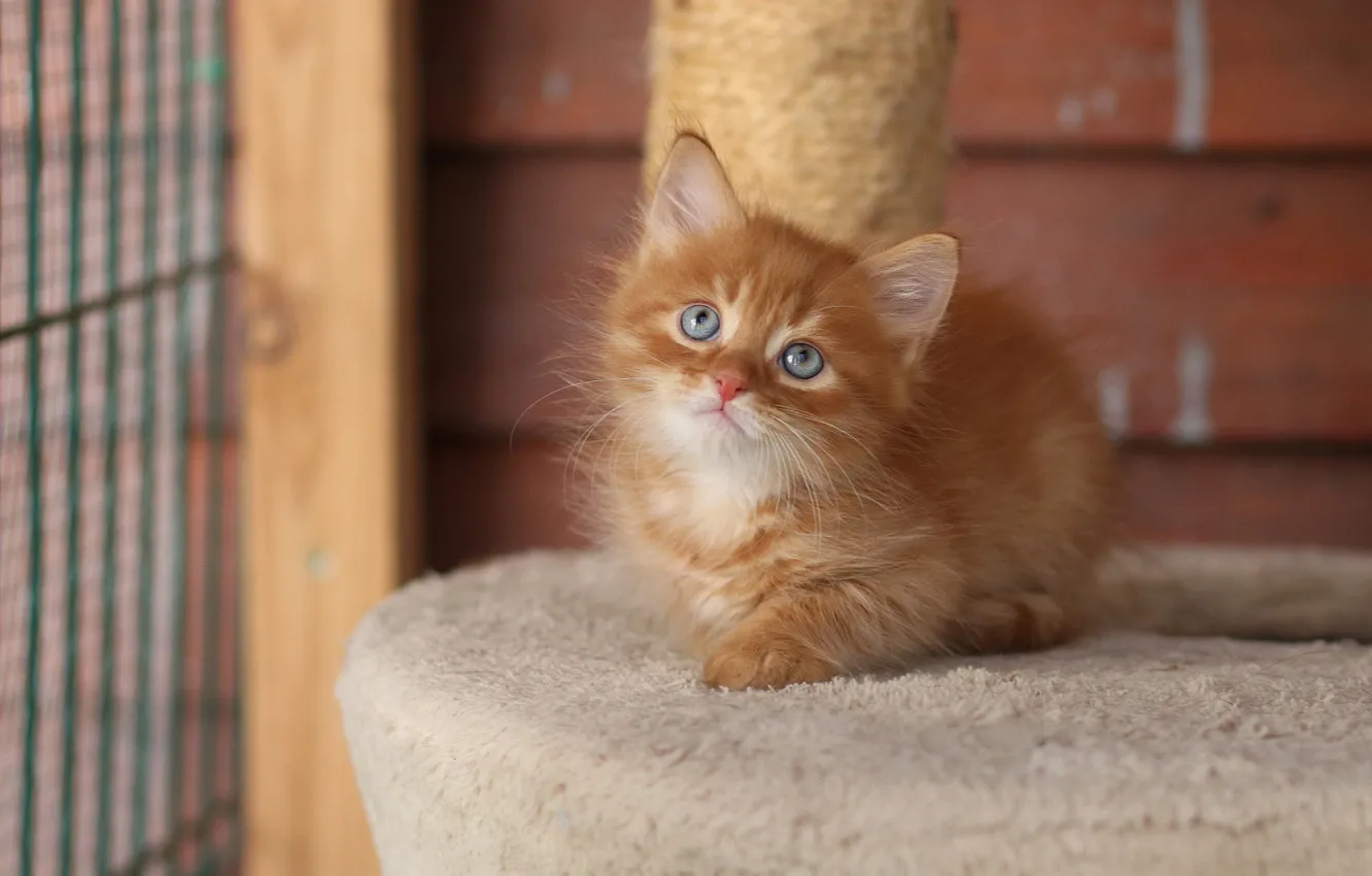 Photo wallpaper cat, look, pose, wall, sweetheart, baby, lies, red